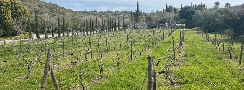 Lavender Vineyard Farm Turkey