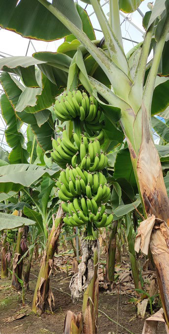 Banana Greenhouse Karatas growing