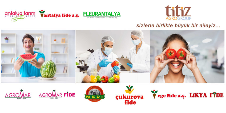 Carnation Production Turkey